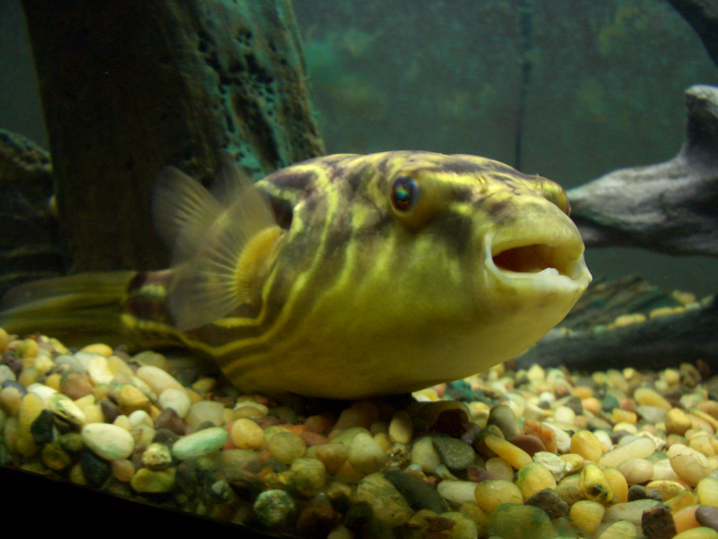 Fahaka Pufferfish Size: Tiny 1" and Below