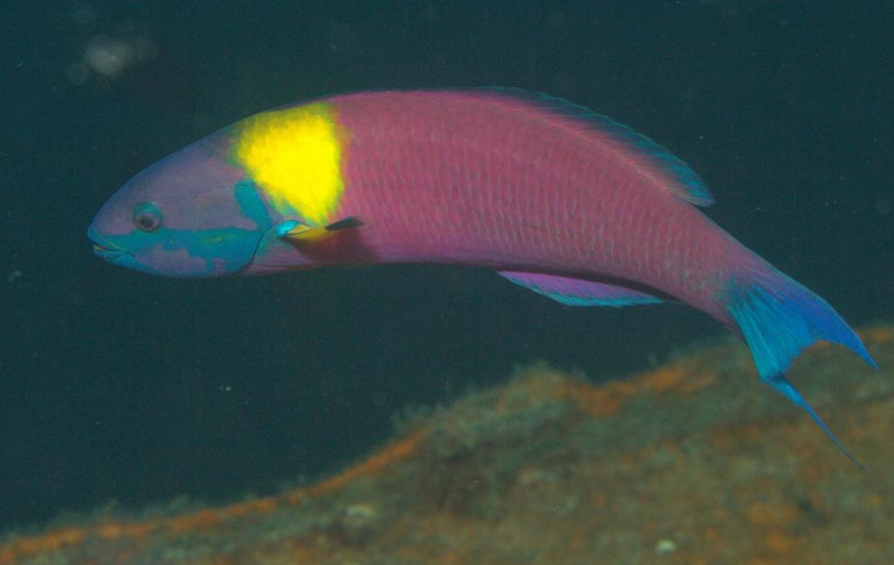 Blue Head Rass Bluehead Wrasse Size (Juvenile): M 1