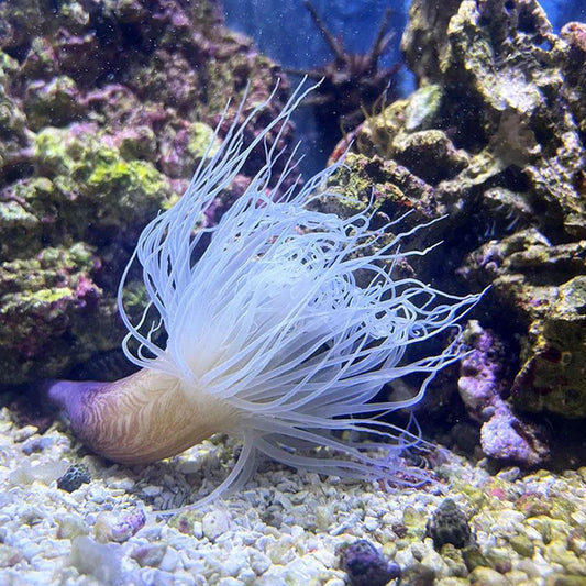 Pearl White to Yellow Tube Anemone Size: XXL/SHOW 8" and Above