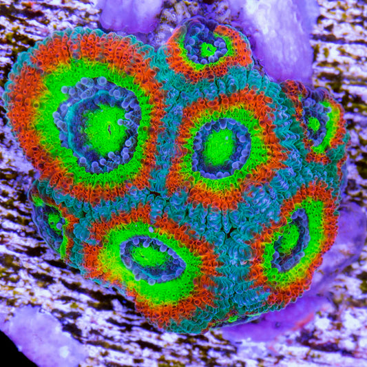 Ultra Hot Acan Lordhowensis - Violet Aquarium 