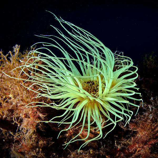 Radium Green Flourescent Tube Anemone Size: S 1" to 3" - Violet Aquarium 