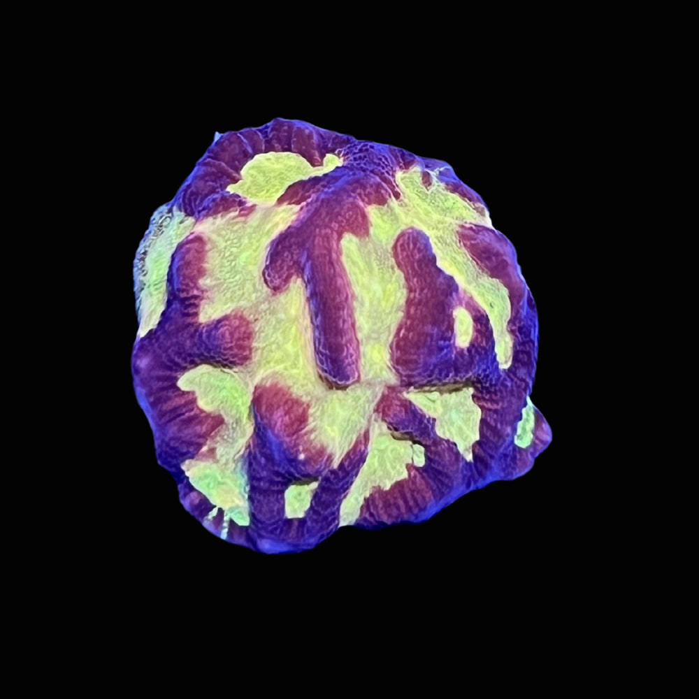 Aussie Yellow Platygyra Colony Size: M 0.75" to 1" Diameter Approx