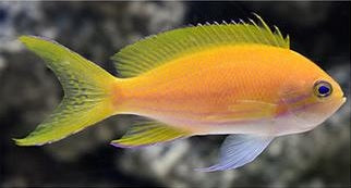 Squareback Anthias - Violet Aquarium