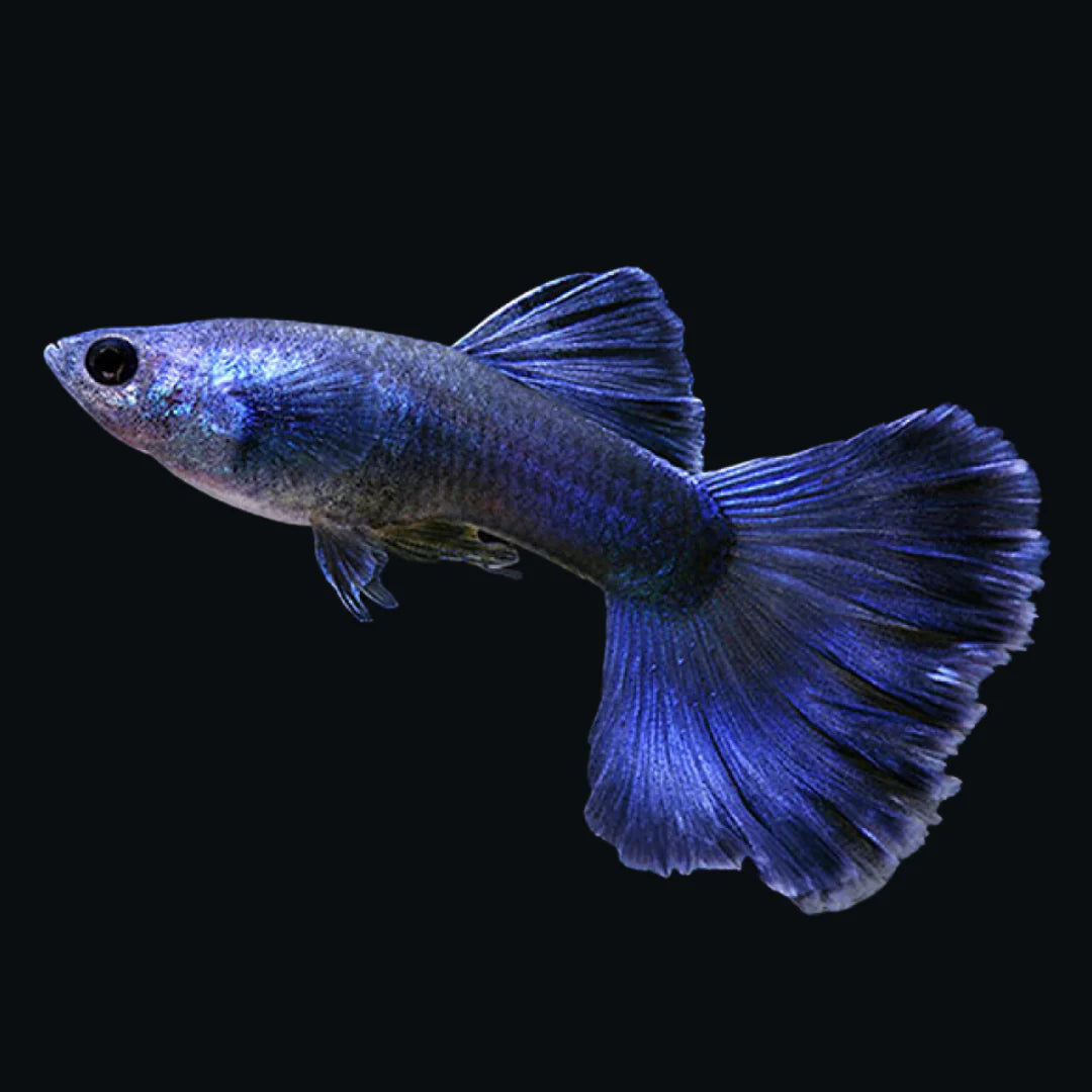 Assorted Male Guppies Each (Maldives Special Grade) Size: ML 1"
