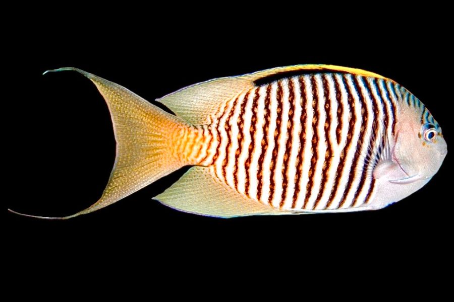 Swallowtail Angelfish Male (Reefsafe) Size: M 3-4 - Violet Aquarium 