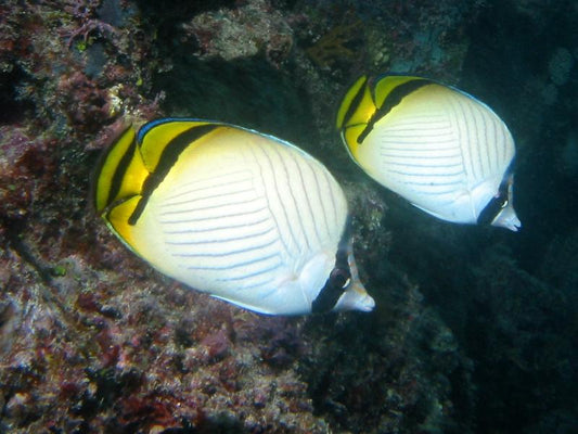 Vagabond Butterflyfish - Violet Sea Fish and Coral