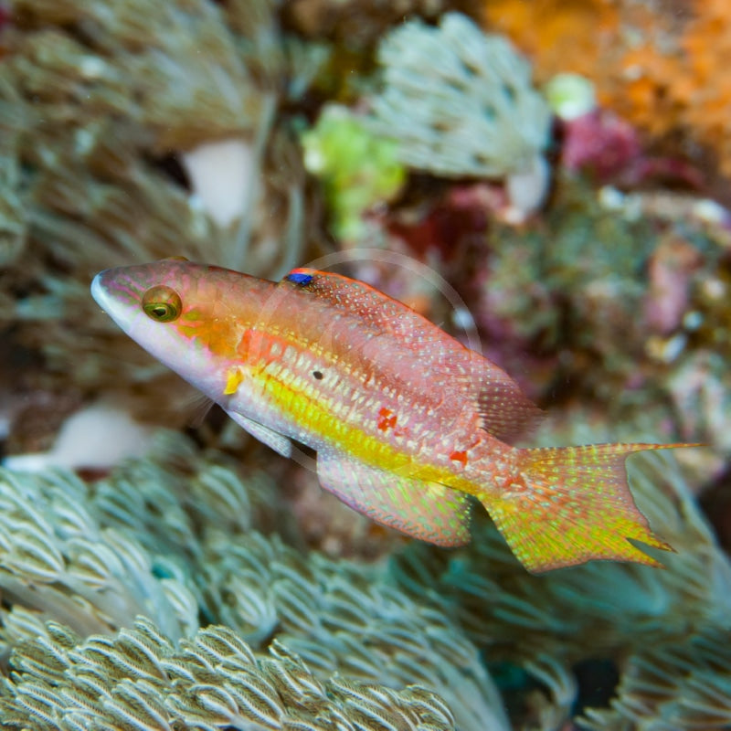 Twospot Wrasse Size: M 2" to 3"