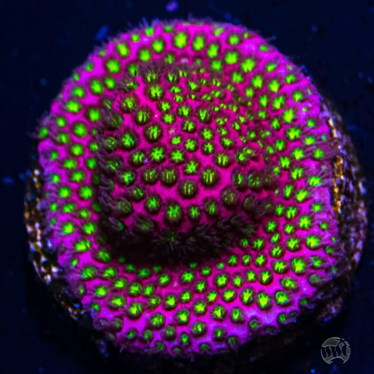 Ultra Eletric Daisy Stylo Size: M 0.5" to 0.75" - Violet Aquarium 