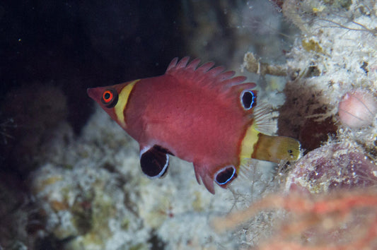 Yellow Banded Possum Wrasse - Violet Sea Fish and Coral