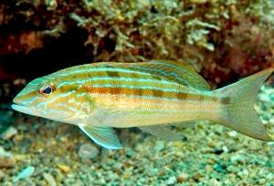 Sandperch Blue Stripped Size: XXL/SHOW"