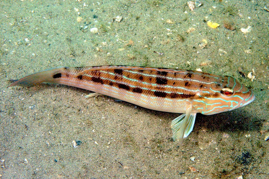 Sandperch Blue Stripped Size: XXL/SHOW"