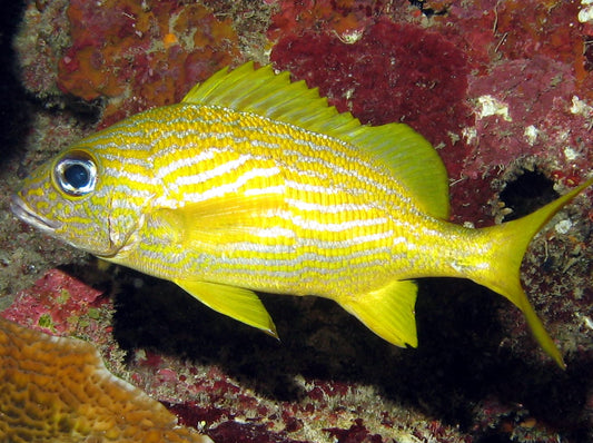 French Grunt Size: ML 3" to 4"