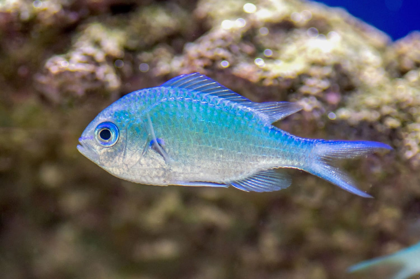 Blue Green Damsel