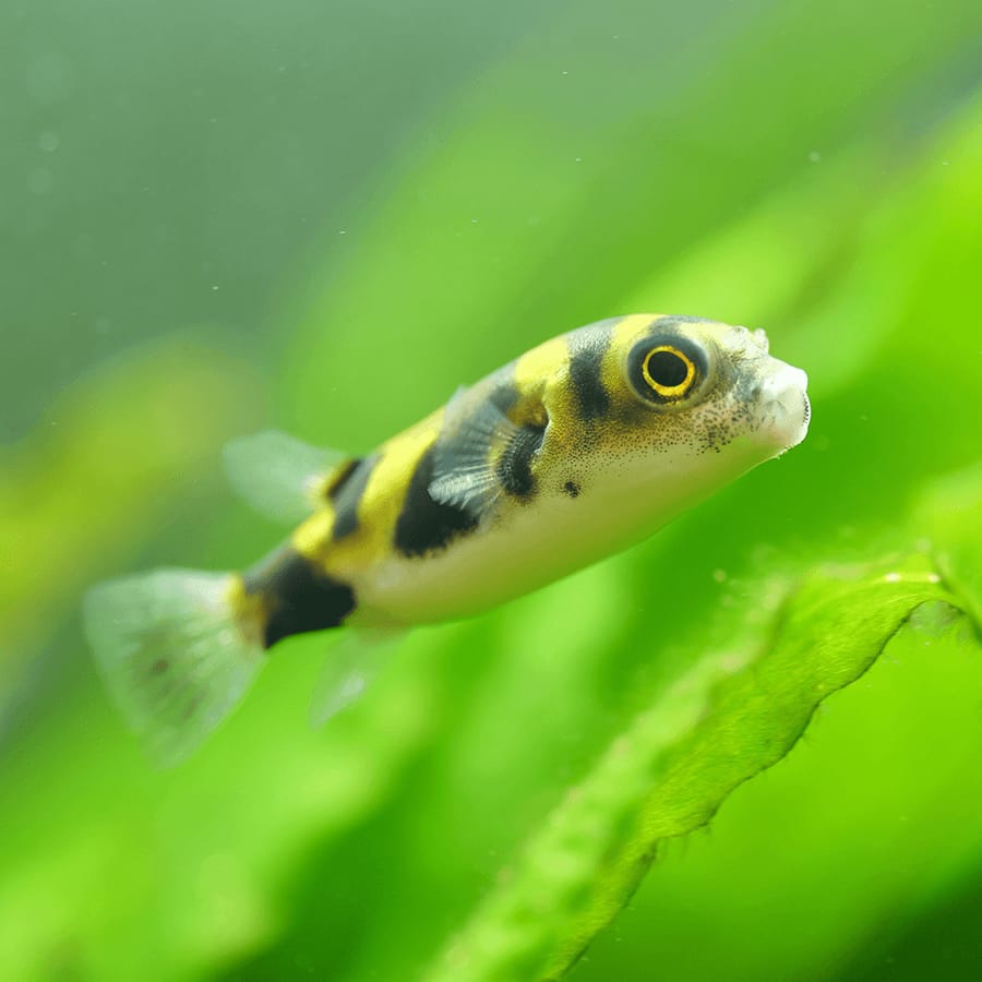 Amazon Puffer