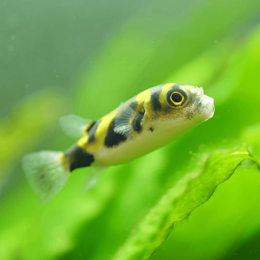 Amazon Puffer