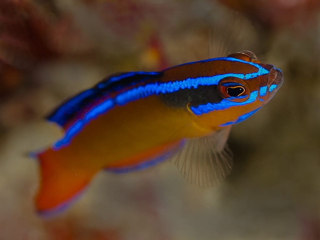 Orange Dottyback
