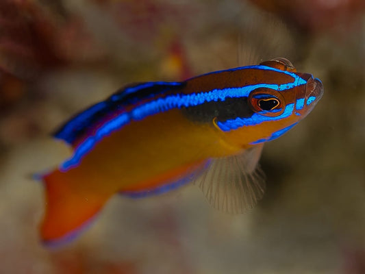 Orange Dottyback