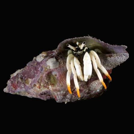 White Legged Hermit Crab (Reef Safe)