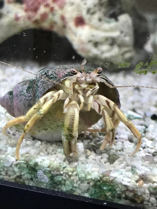 White Legged Hermit Crab (Reef Safe)