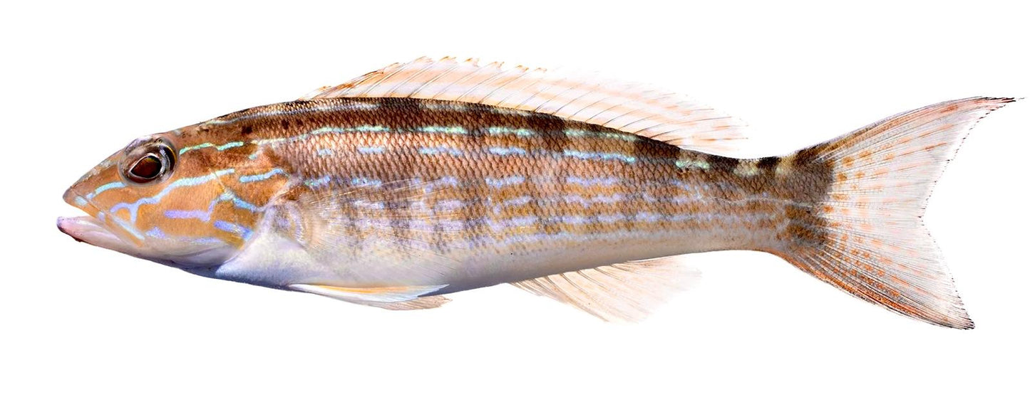 Sandperch Blue Stripped Size: XXL/SHOW"