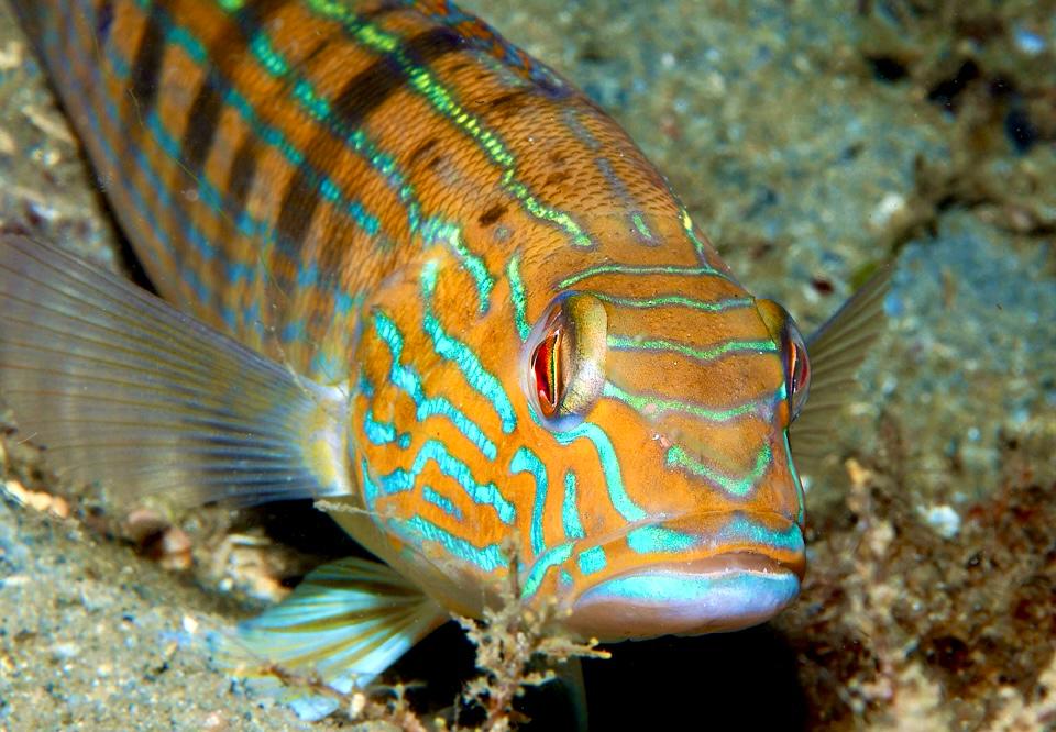 Sandperch Blue Stripped Size: XXL/SHOW"