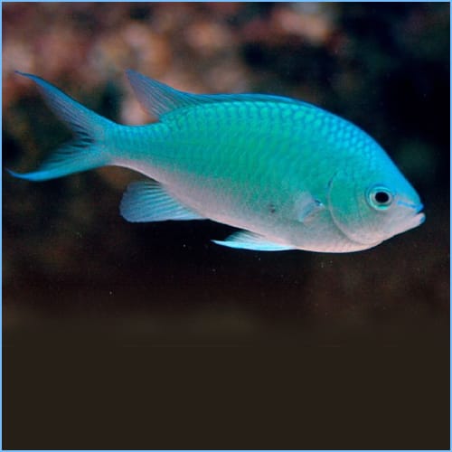 Blue Green Damsel