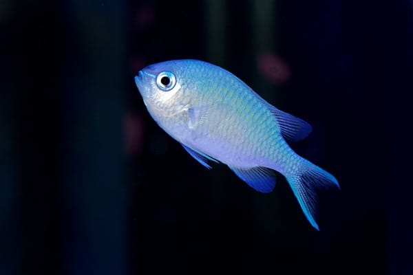 Blue Green Damsel