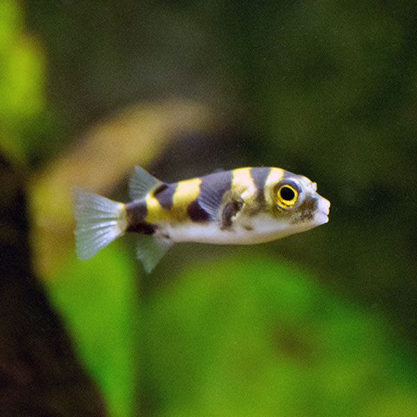 Amazon Puffer