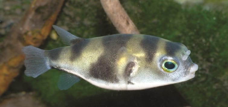 Amazon Puffer