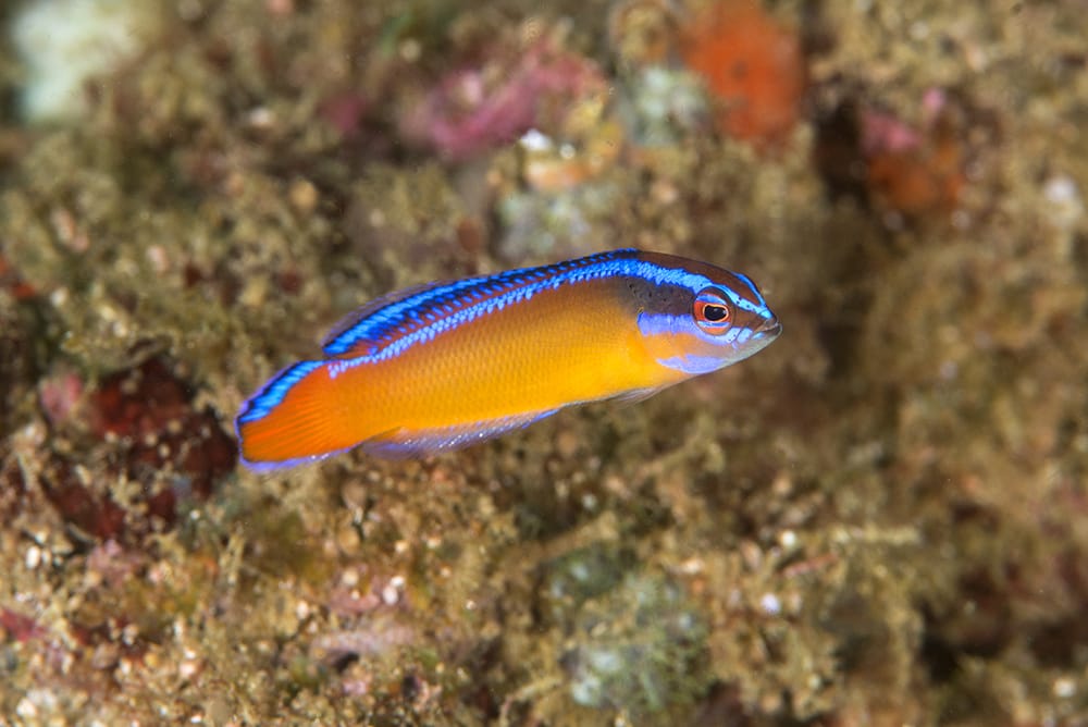 Orange Dottyback