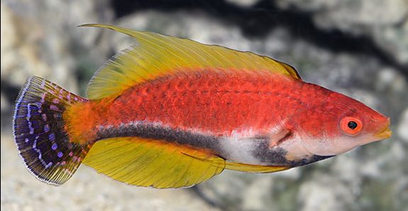 Whipfin Fairy Wrasse Super Male (Sumatra Bright Colors) Size: XXXL/SHOW 3.5" and Above - Violet Aquarium 