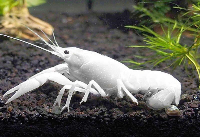 White Lobster