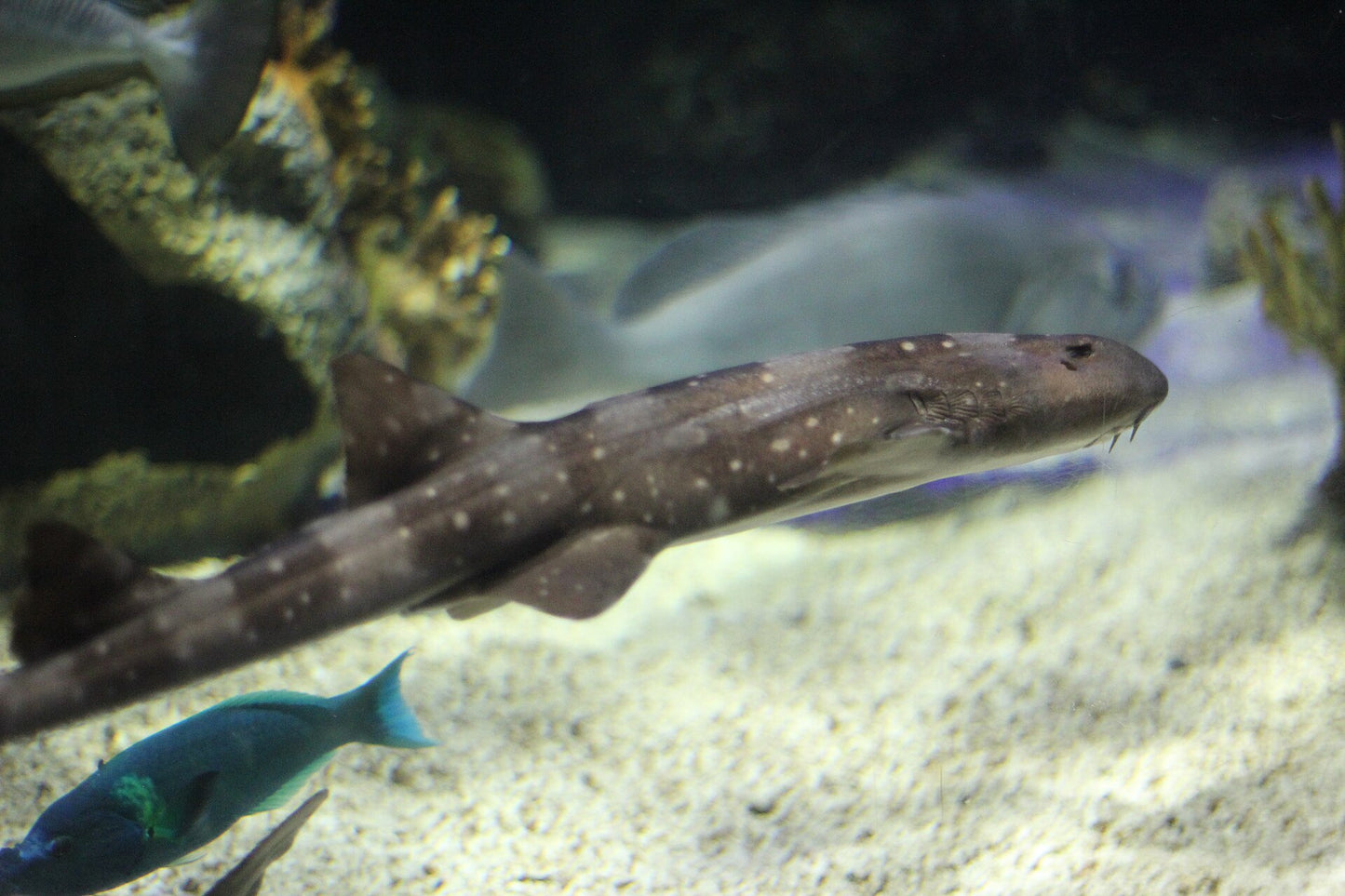 Baby White Spotted Cat Shark Size: S 6" to 9"