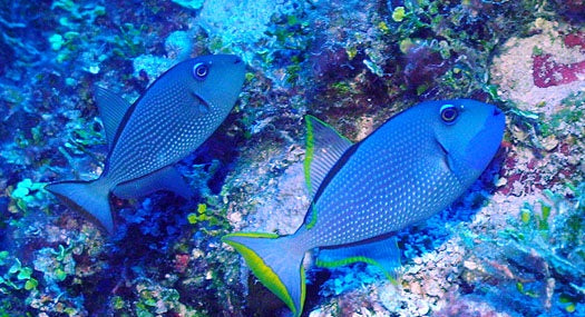 Pair of Blue Throat Triggerfish (Reefsafe) Female: 3" to 5", Male: 3" to 6" - Violet Aquarium 