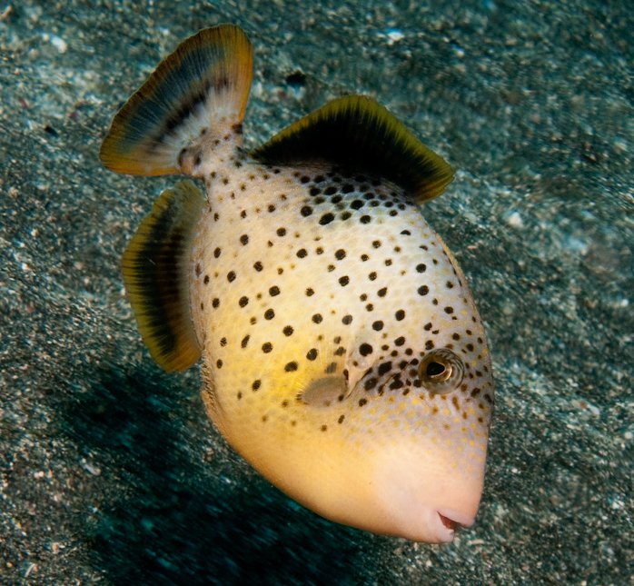 Yellowmargin Triggerfish Size: SM 2" to 3"