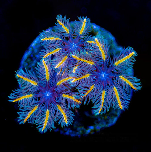 Candy Corn Clove Polyp Frag (Aquacultured) Size: M 0.75" to 1" Approx Frag