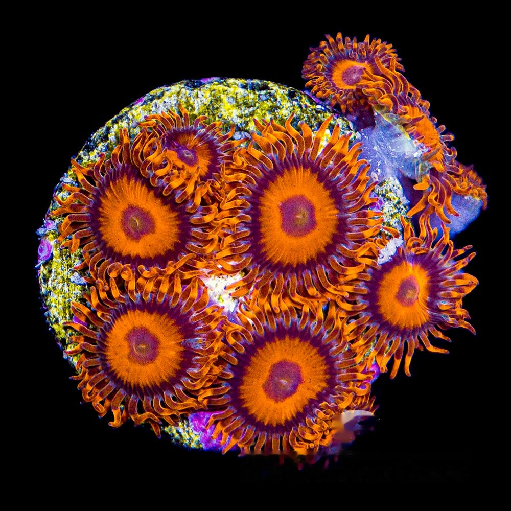 Aquacultured Orange Oxide Zoanthid Frag (4+ Polyp Average) Size: M 0.75” to 1” Frag