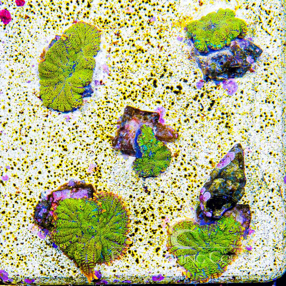 Kiawano Rhodactis Mushroom (Aquacultured) Size: M 0.75” to 1” Approx Frag
