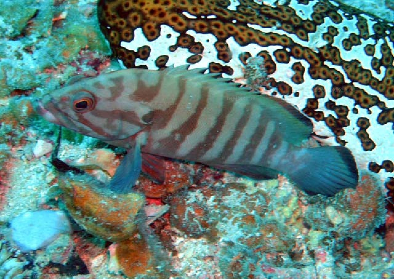 Chocolate Boenak Grouper Size: M 3" to 4" Solomon Islands