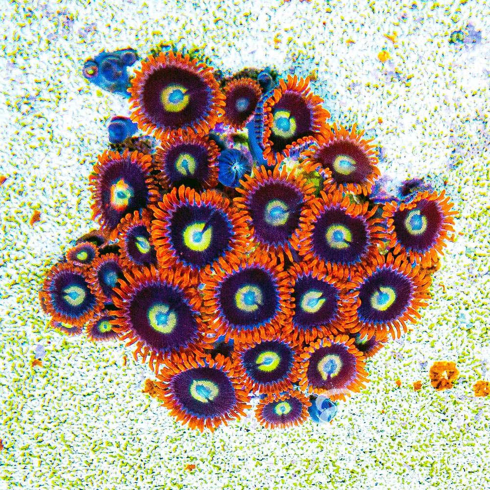Burning Suns Zoanthid Frag (4+ Polyp Average, Aquacultured) Size: M 0.75” to 1” Approx Frag