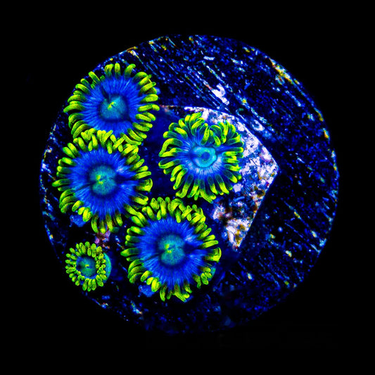Aquacultured Blueberry Haze Zoanthid Frag (4+ Polyp Average) Size: M 0.75” to 1” Frag