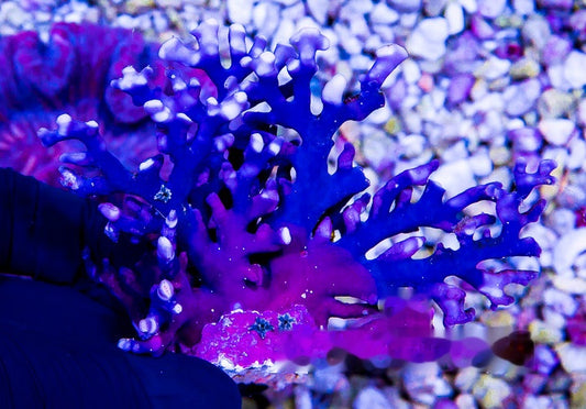 Lace Blue/Purple (Aquacultured) Size: M 0.75” to 1” Approx Frag