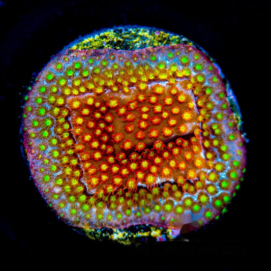 Twisted Metal Stylocoeniella Frag (Aquacultured) Size: M 0.75" to 1" Approx Frag