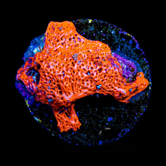 Combustion Web Sponge Frag (Aquacultured) Size: M 0.75" to 1" Approx Frag