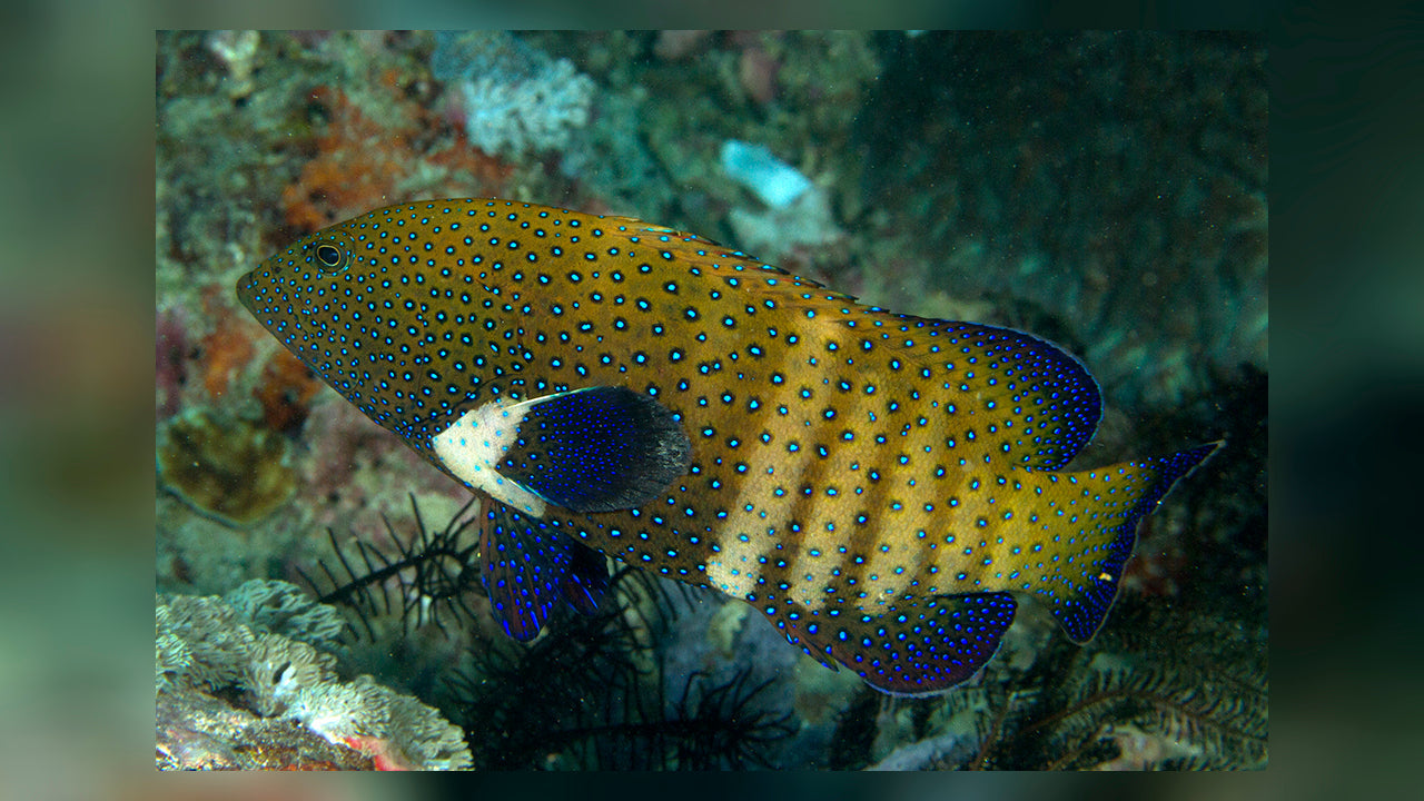 Argus Grouper - Violet Sea Fish and Coral