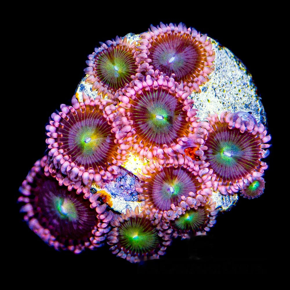 Aquacultured Pink Taffy Zoanthid Frag (4+ Polyp Average) Size: M 0.75” to 1” Frag