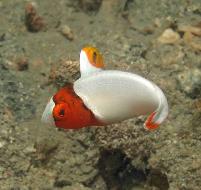 Bicolor Parrotfish - Violet Sea Fish and Coral