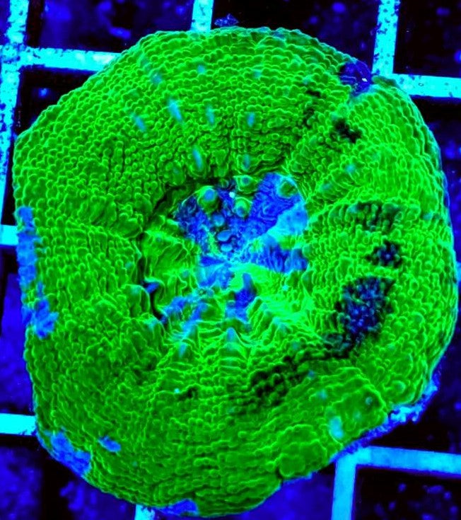 Acan Bowerbanki Green Size: L 2" to 3" Diamter Approx - Violet Aquarium 