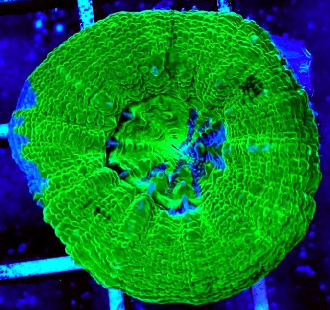 Acan Bowerbanki Green Size: L 2" to 3" Diamter Approx - Violet Aquarium 