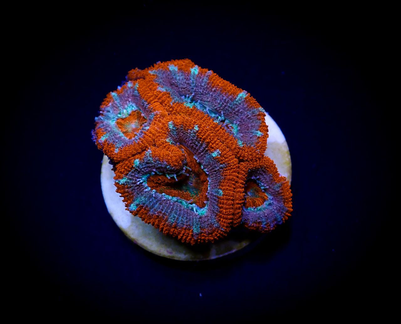 Acan Lordhowensis - Violet Aquarium 